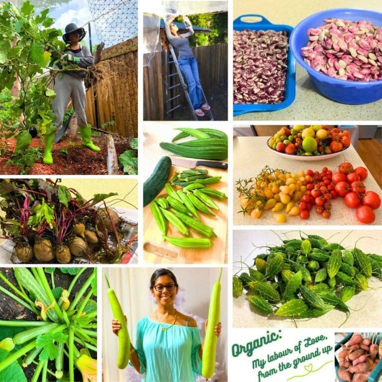 Varsha Paramaser building and maintaining her organic garden, showcasing harvested produce like eggplant, calabash, marrows, okra, bitter gourd, tomatoes, Madagascar beans, sweet potatoes, cucumber, ridge gourd, and beetroot.